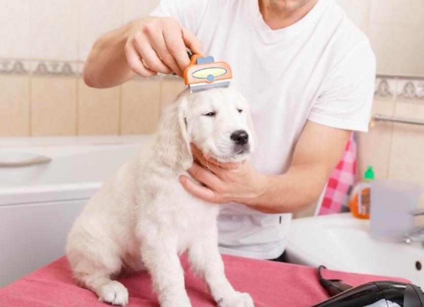 do you wash or cut dogs hair first