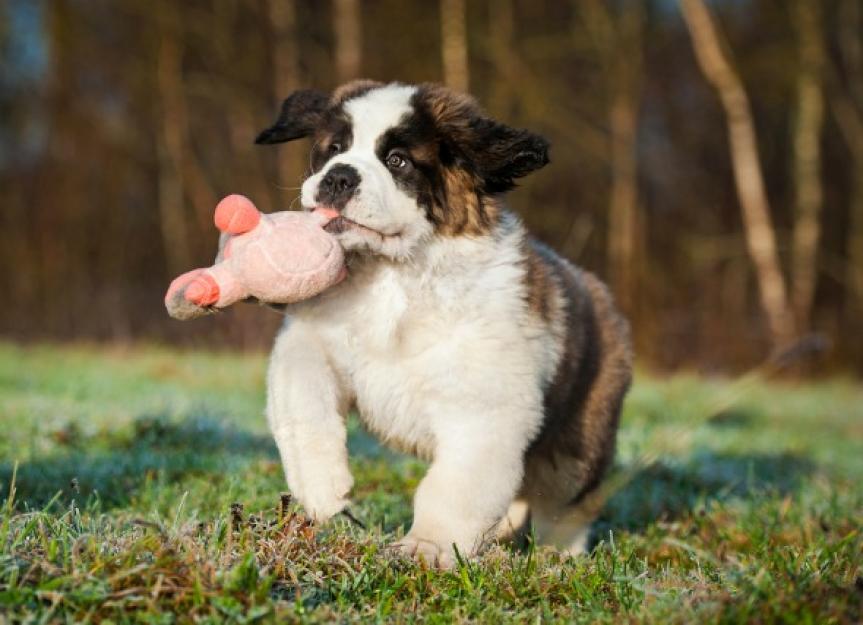 Growth in Dogs: What to Expect