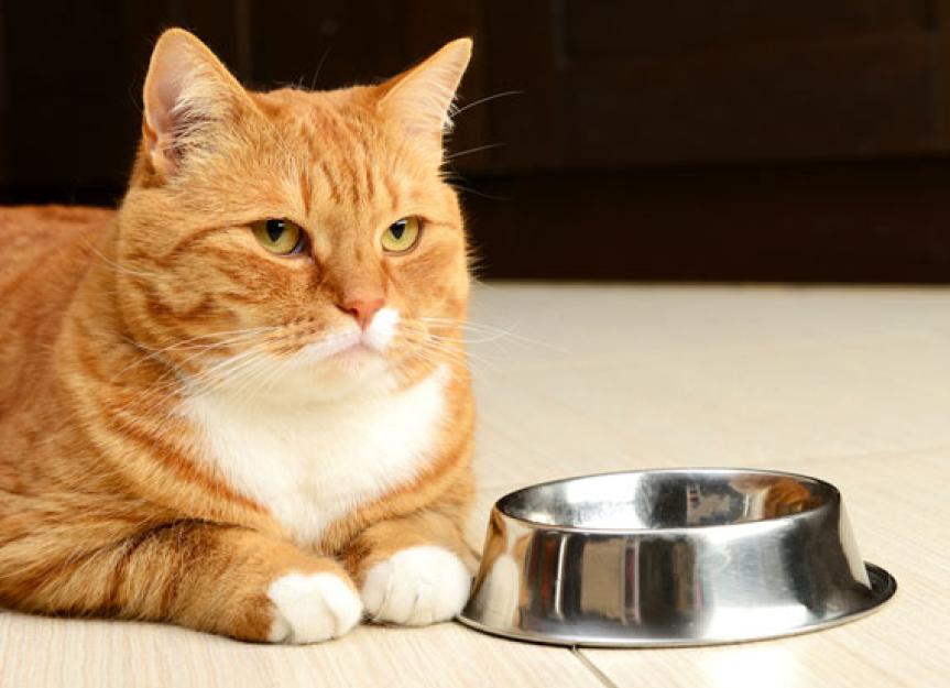 猫拒绝食物吗?随地吐痰吗?这可能是由于敏感的胃