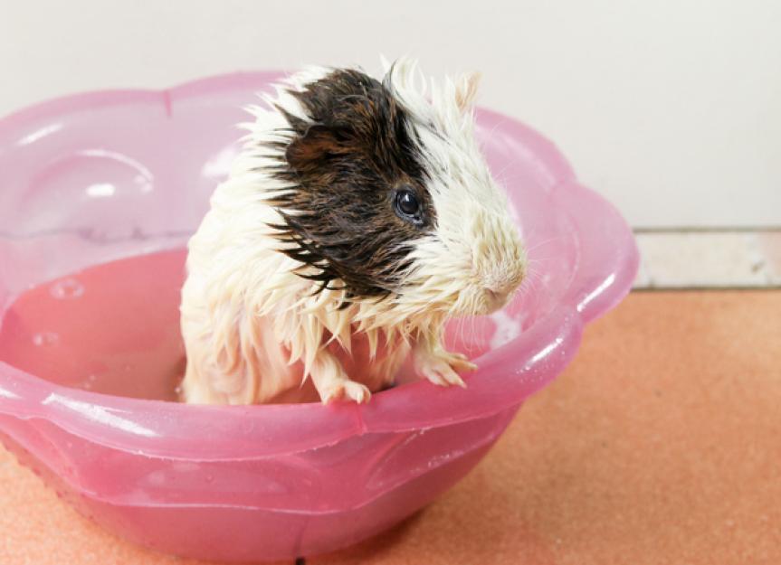How to Groom a Guinea Pig at Home PetMD