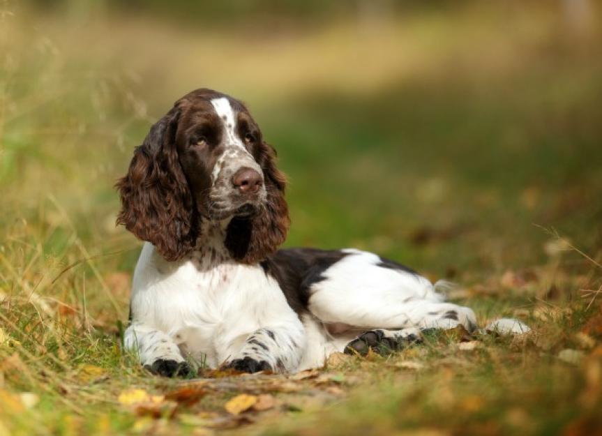Hair Follicle Tumors in Dogs | PetMD