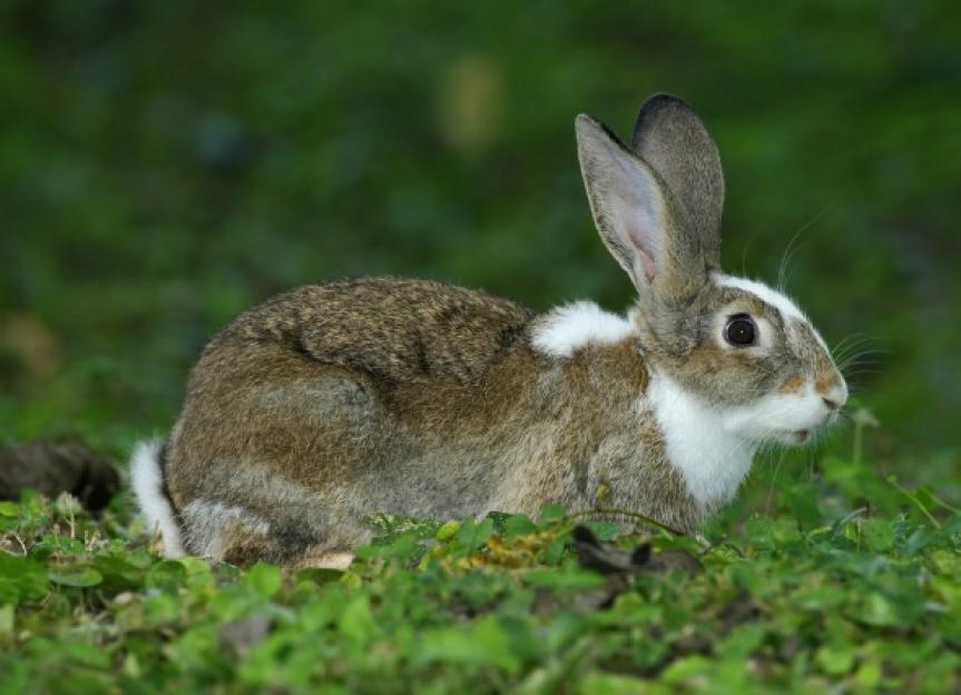 Hair Loss in Rabbits | PetMD