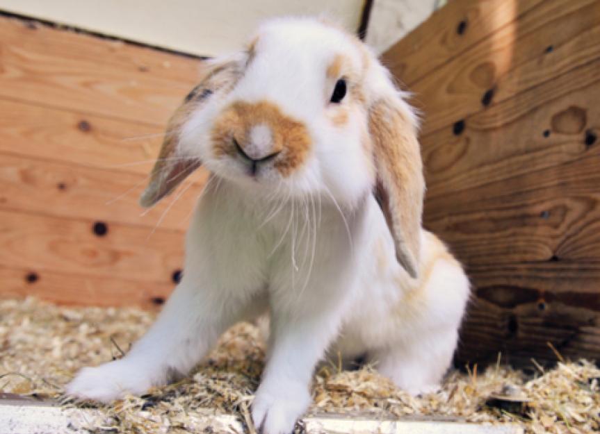 GI Stasis in Rabbits |Hairball Syndrome in Rabbits |Intestinal Blockage in  Rabbits | PetMD