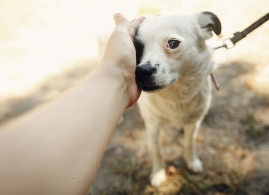 How ConfidenceBuilding Exercises Can Help Timid Dogs PetMD