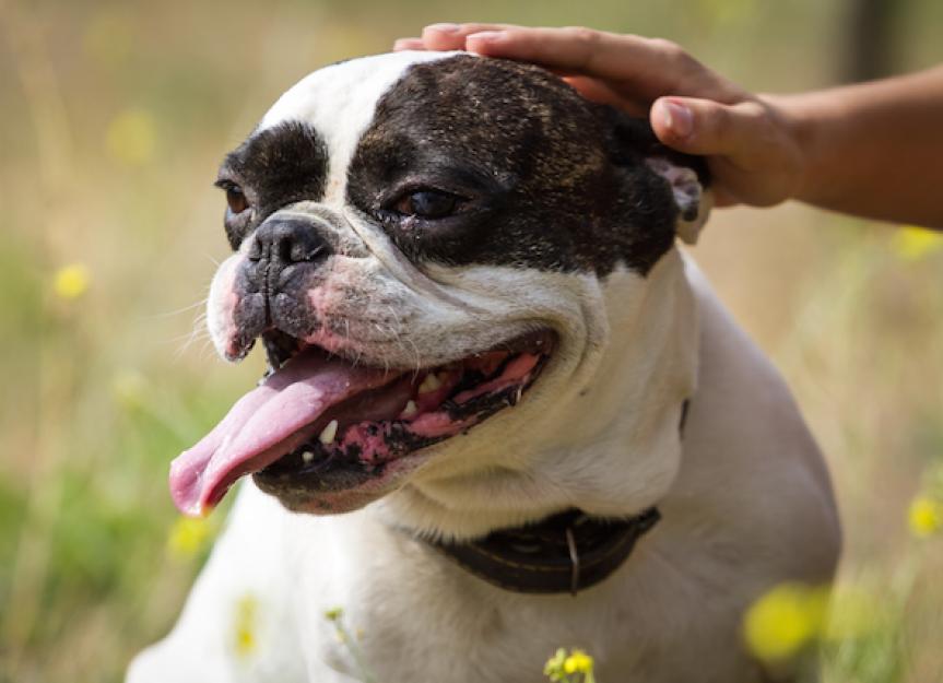 The Best Places to Pet Your Dog