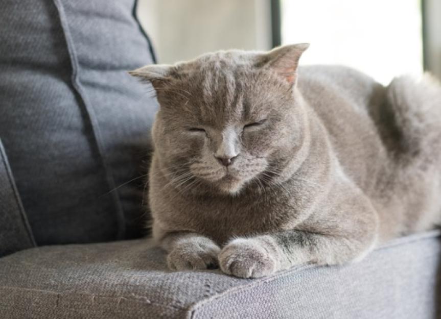 6种猫咪镇静产品，帮助猫咪缓解焦虑