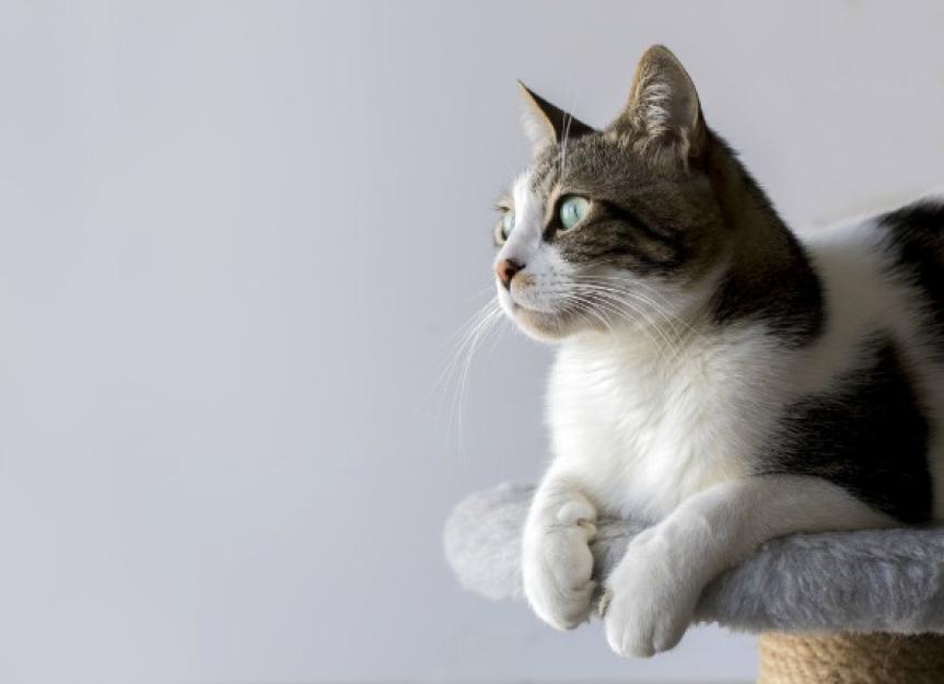 Head Pressing in Cats PetMD