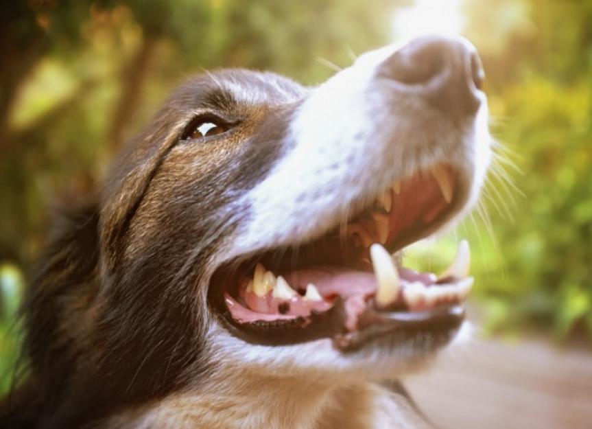 狗的牙齿护理很重要的5个原因