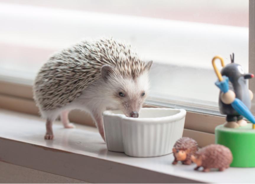 The Complete Guide to Hedgehogs