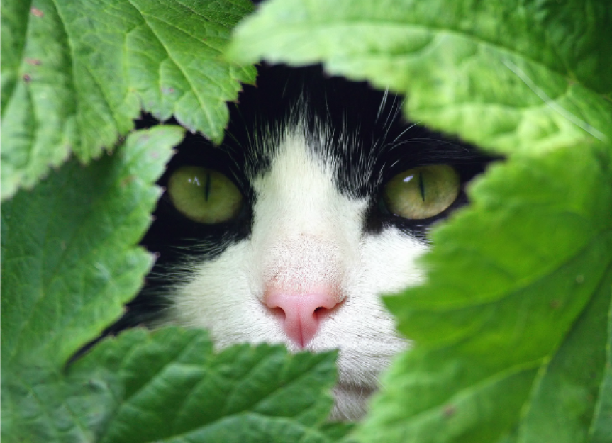 How to Calm Down a Cat 5 Herbs for Cat Stress Relief PetMD