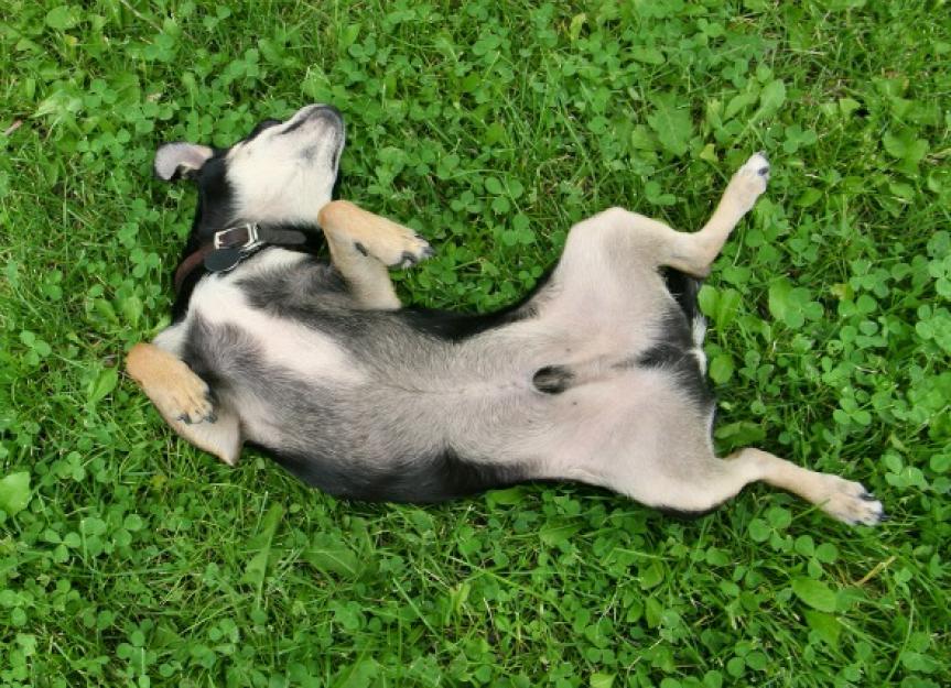 Hernia (Diaphragmatic) in Dogs