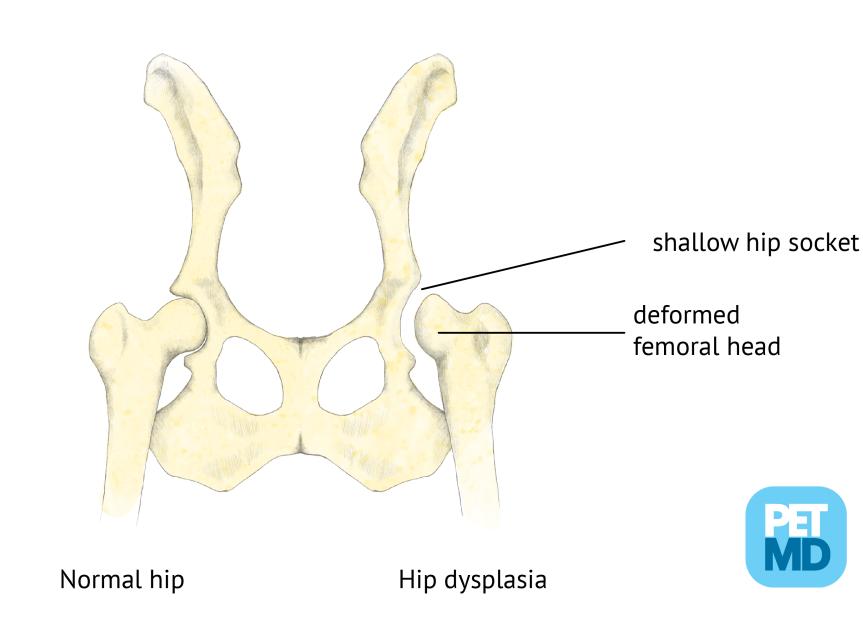 髋关节发育不良在狗医学图