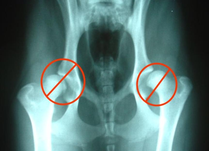 Hip dysplasia in dogs (part 2) The real cost of diagnosis PetMD