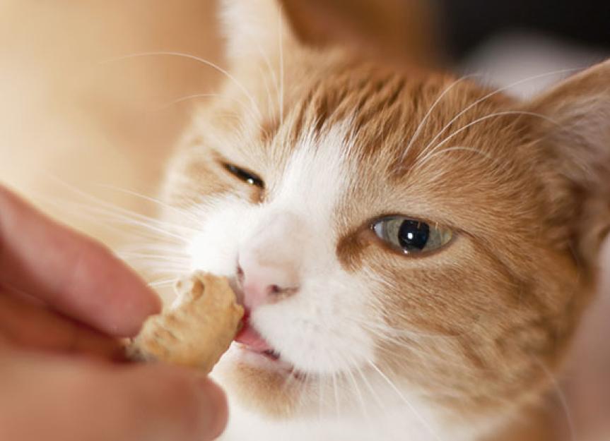 How to Make Homemade Treats for Cats