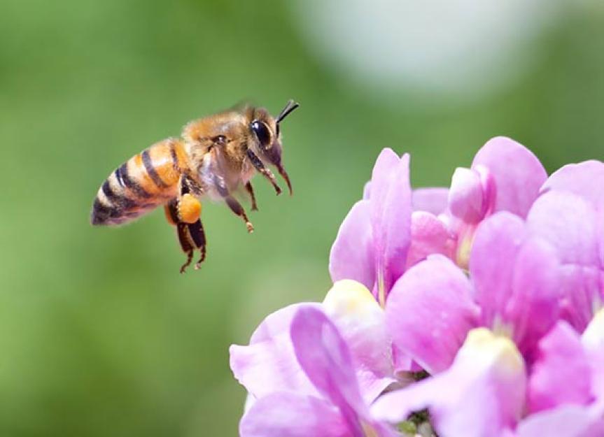 So Your Dog Has Been Stung By a Honeybee