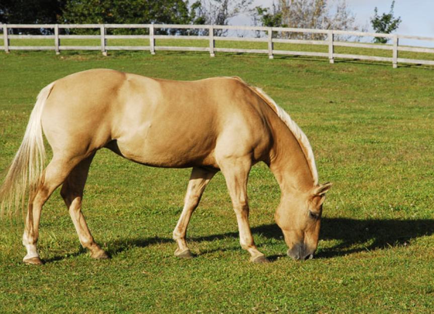 Botfly Infection in Horses