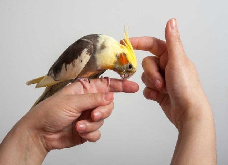 How Long Do Birds Live? | PetMD