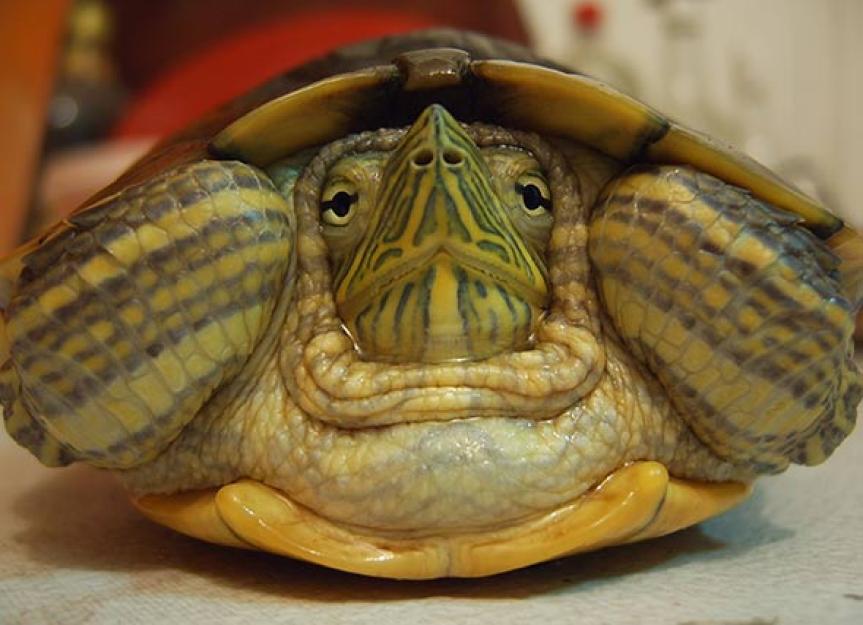 How Long Do Pet Turtles Live? | PetMD