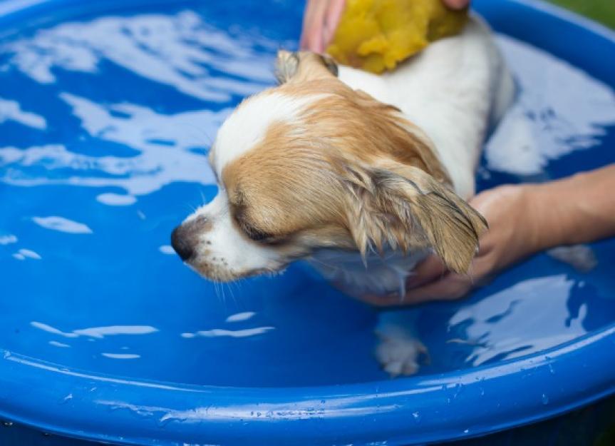 Splish Splash: How to Give Your Dog a Bath | PetMD