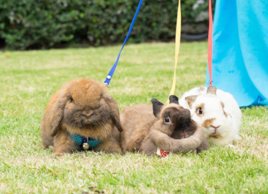 how-to-leash-train-a-pet-rabbit-petmd