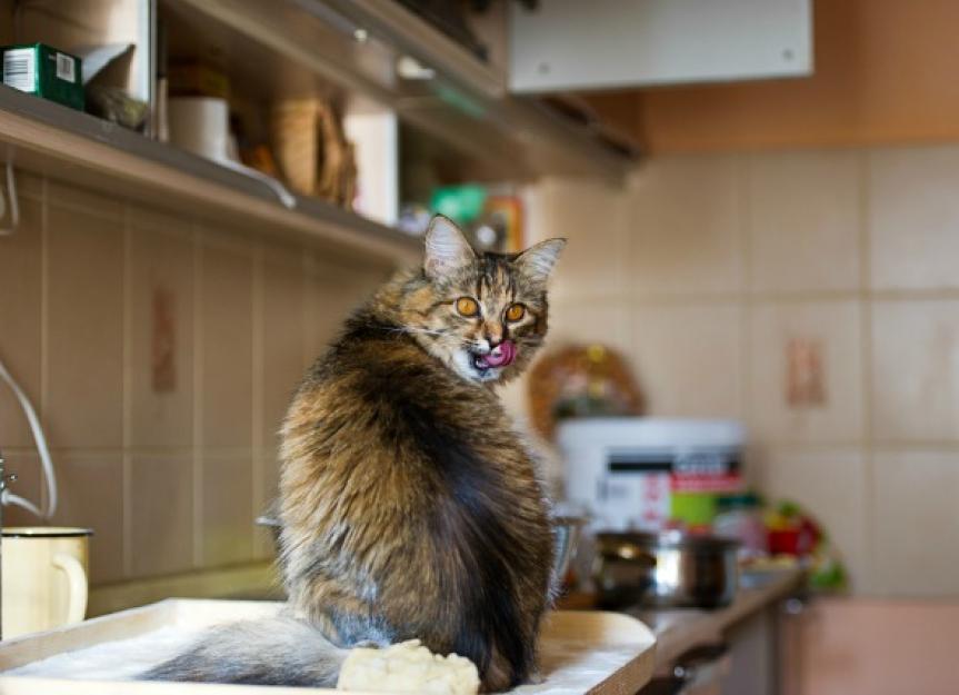 Dangerous Foods for Cats | PetMD