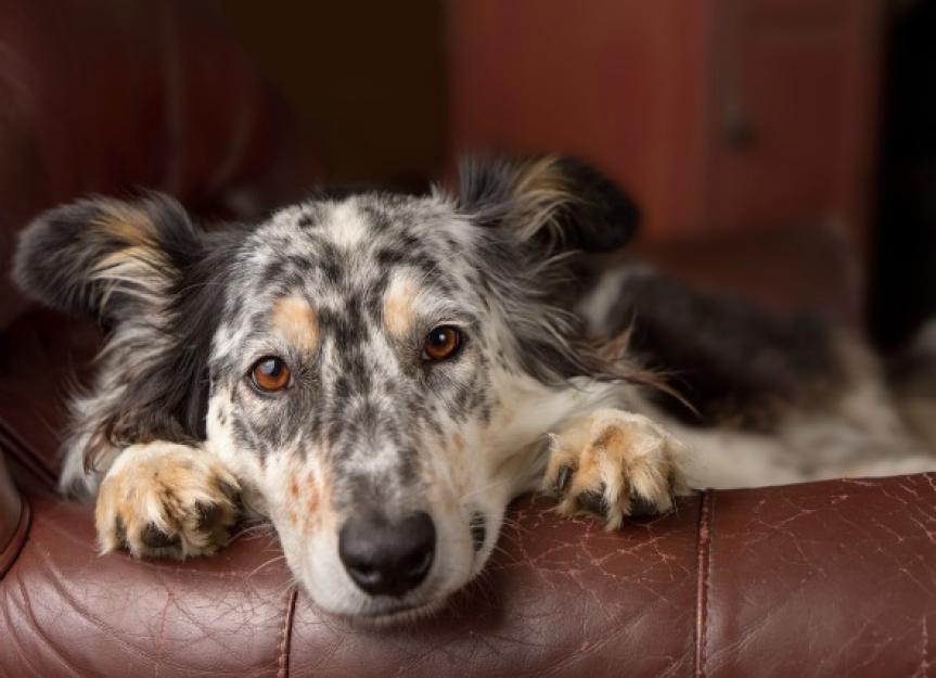 Imodium for Dogs: Is it a Good Idea? - PetMD