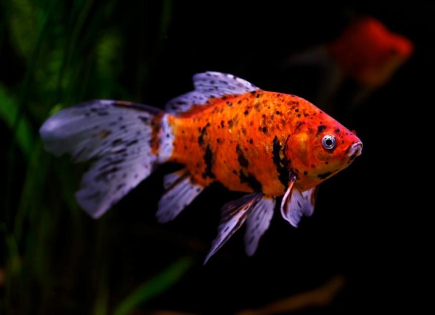 How a Fish's Immune System Works PetMD