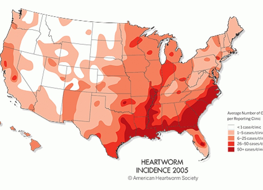 On the merits of heartworm prevention