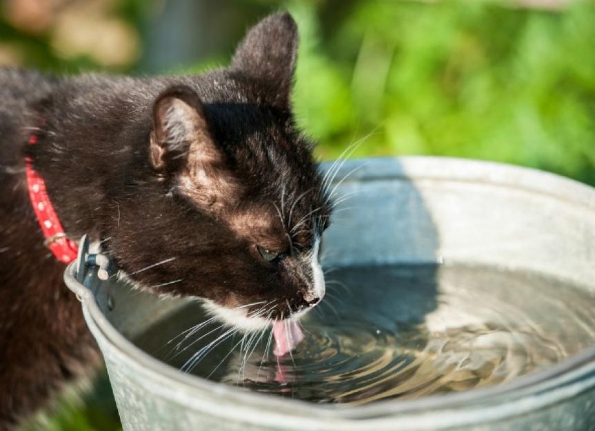 猫的小便和口渴增加
