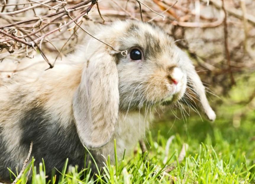 Infestation of Mites in the Ear in Rabbits