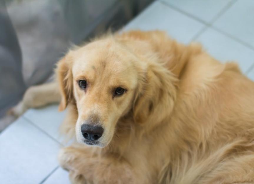 Inflammation of the Esophagus in Dogs PetMD