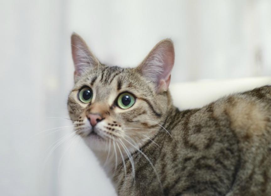 Inflammation of the Middle and Inner Ear in Cats PetMD