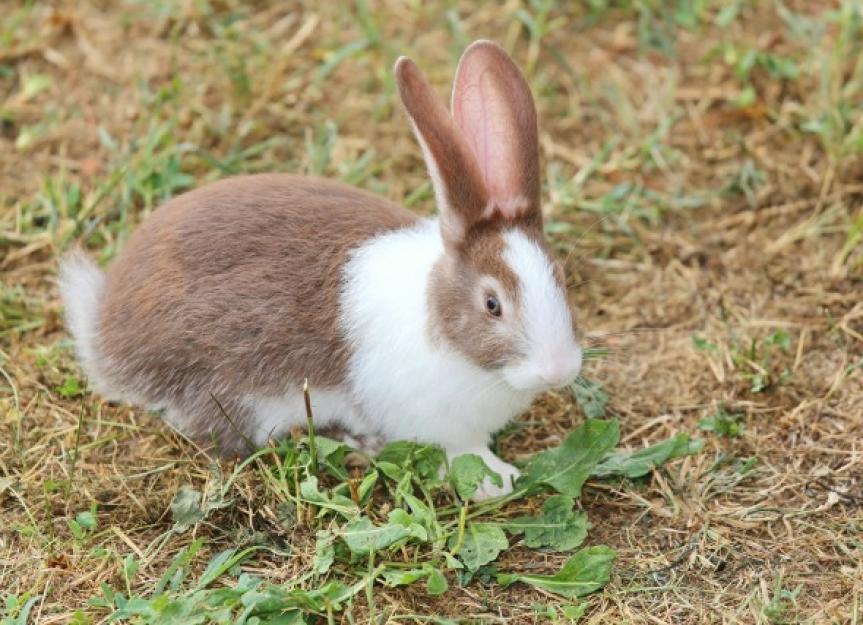 Inflammation of the Middle and Inner Ear in Rabbits