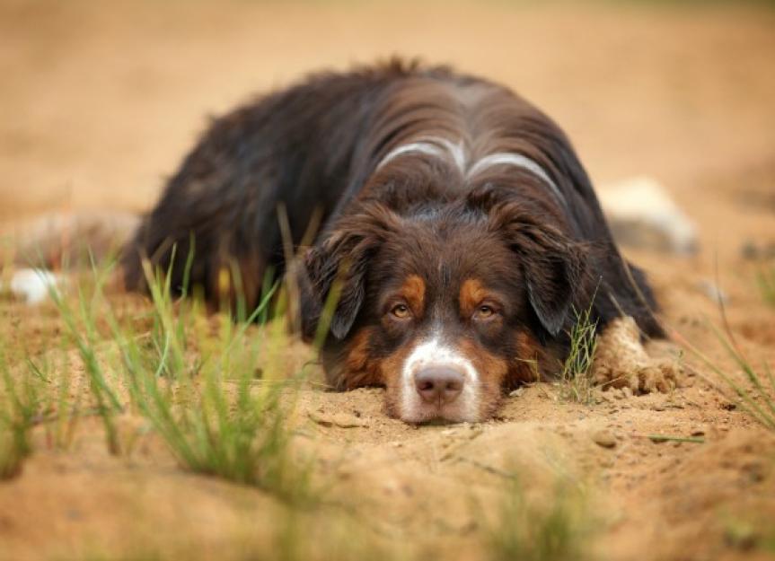Inflammatory Bowel Disease (IBD) in Dogs