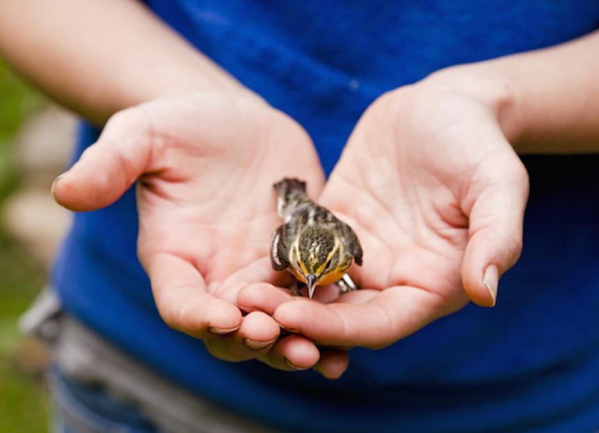 How to Help an Injured Bird | PetMD