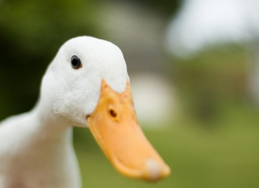 do ducks and dogs get along