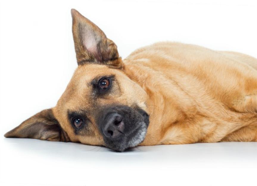 Intestinal Disorder (Loss of Motility) in Dogs