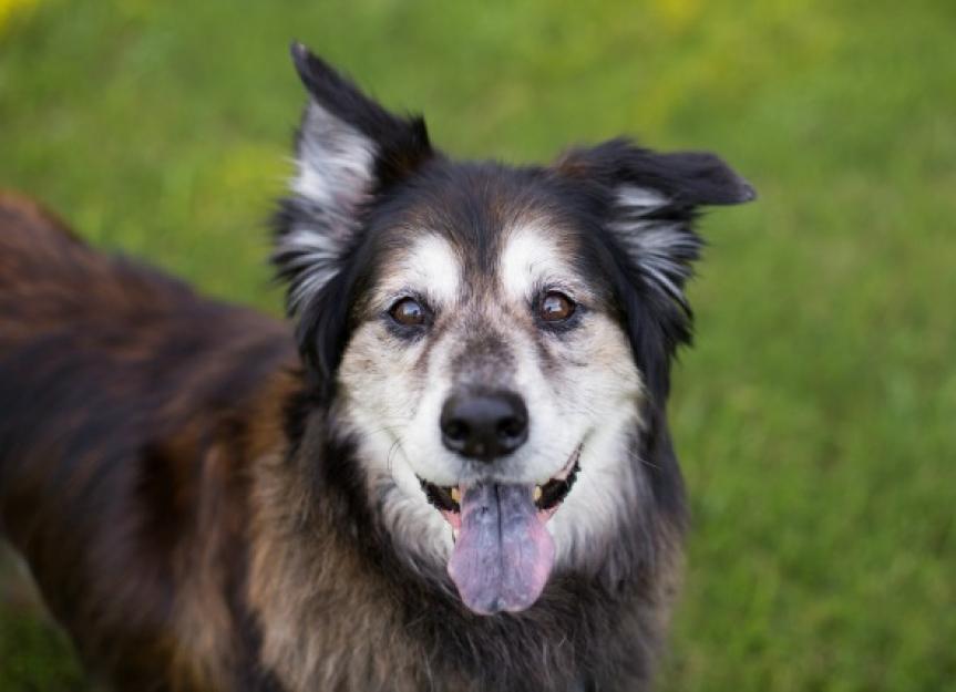 Intestinal Tumor (Leiomyoma) in Dogs