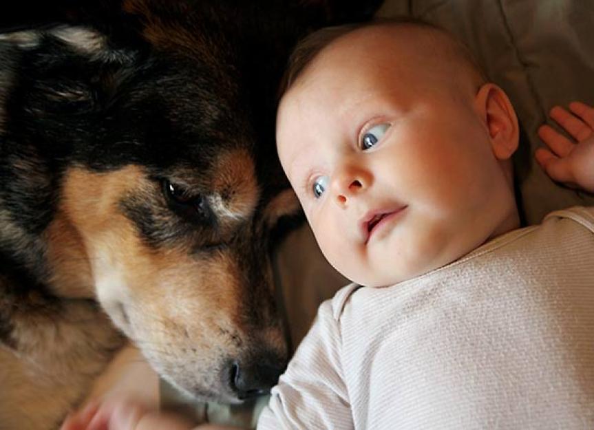 What Not to Do with Dogs and Babies