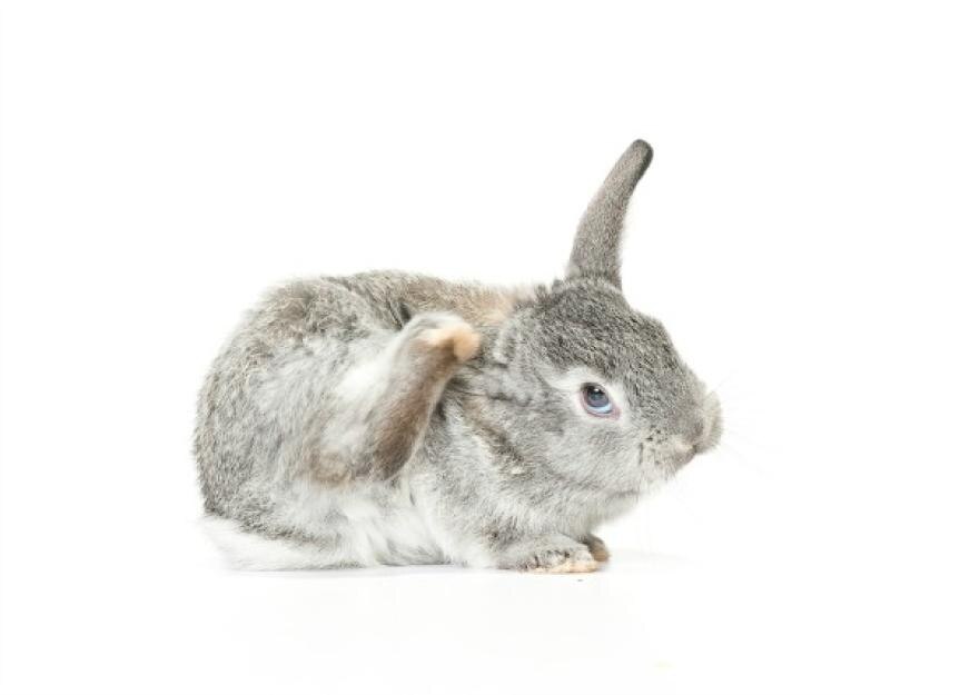 Itching or Scratching in Rabbits PetMD