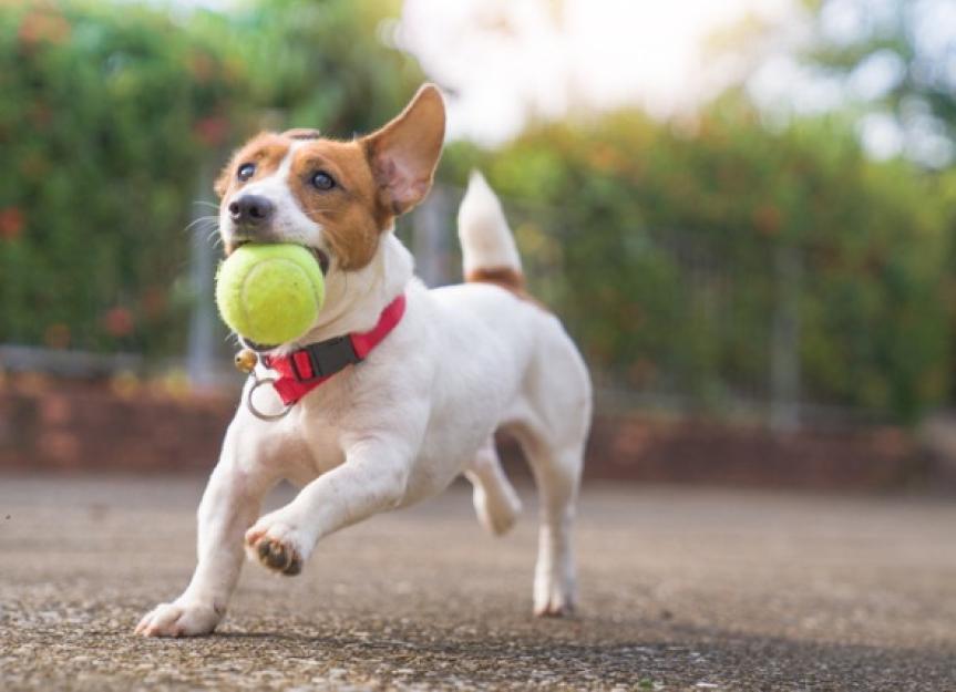 https://image.petmd.com/files/styles/863x625/public/jack-russell-dog-running-with-tennis-ball-in-mouth.jpg