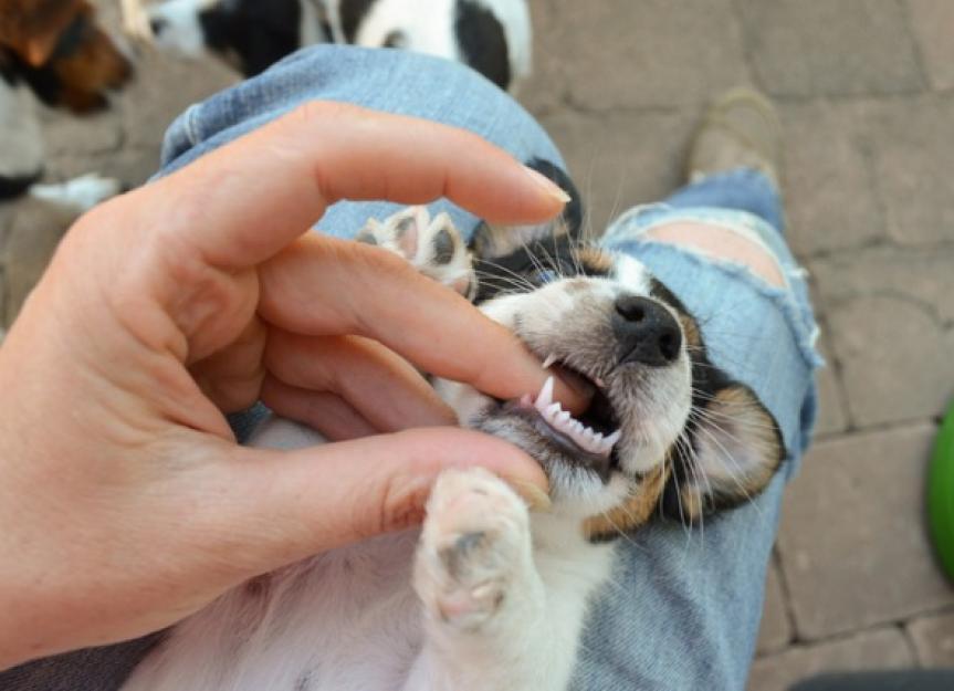 what do you do when your puppys tooth is loose