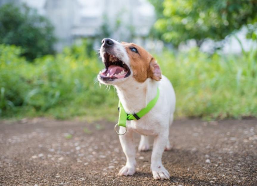 what causes a dog to stop barking