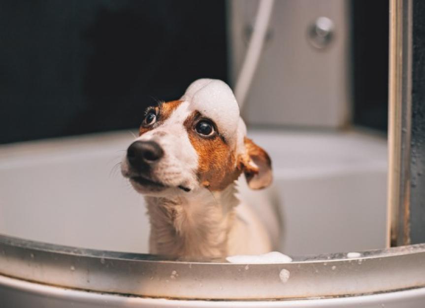 https://image.petmd.com/files/styles/863x625/public/jack-russell-terrier-dog-having-a-bath-picture-id946219372.jpg