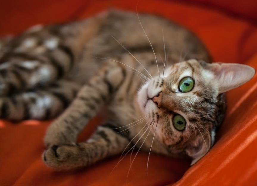 4 Ways to Keep Your Indoor Cat Entertained While You’re Away PetMD