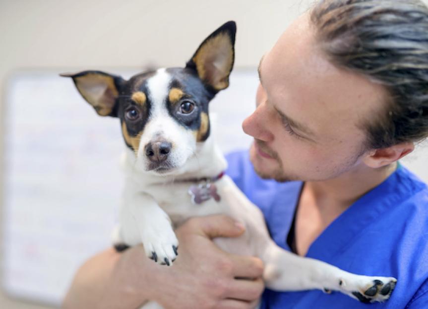 how long should you quarantine a dog with kennel cough