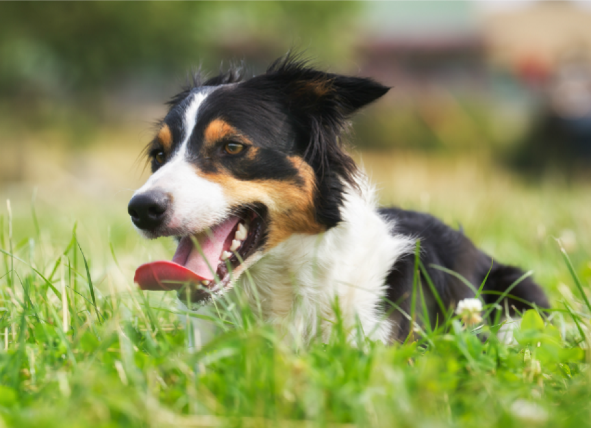 Kidney Enlargement in Dogs