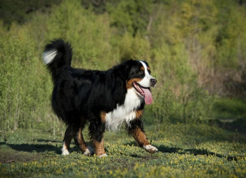 Kidney Failure and Excess Urea in the Urine in Dogs