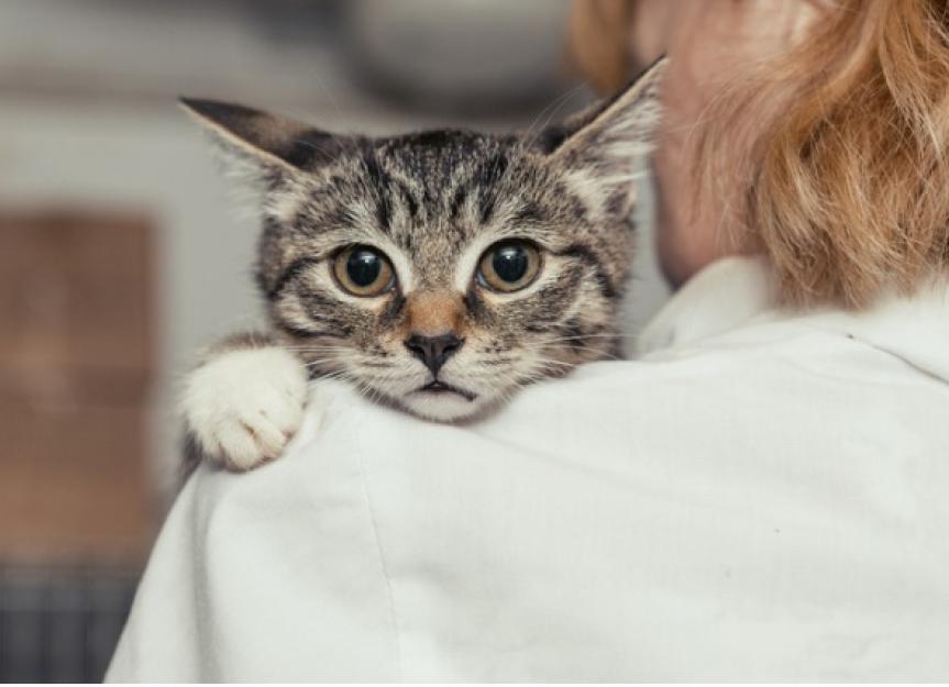 An Elderly Cat Angry Face Background, Scary Cat Pictures