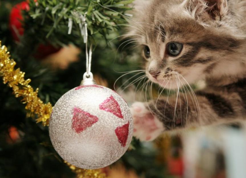 Holiday Pet Safety Hazard: Tinsel